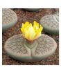 iShopping - HusMah Yellow Flower Lithops Seeds