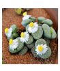 iShopping - HusMah White Flower Lithops Seeds