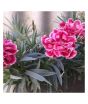 iShopping - HusMah Rare Red Stripe Carnation Dianthus Caryophyllus Seeds