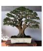 iShopping - HusMah Chinese Boxwood Tree Seeds