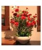 iShopping - Husmah Red Carnation Dianthus Caryophyllus Flower Seeds