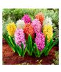 iShopping - HusMah Hyacinthus Orientalis Flower Seeds
