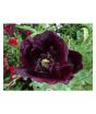 iShopping - HusMah Beautiful Bonsai Poppy Paradise Seeds