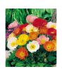 iShopping - HusMah Beautiful Bonsai Poppy Iceland Seeds