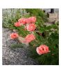 iShopping - HusMah Beautiful Bonsai Coral Reef Poppy Seeds