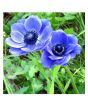 iShopping - HusMah Beautiful Bonsai Poppy Seeds- Blue