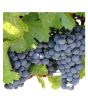 iShopping - HusMah Rare Concord Graps Seeds