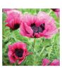 iShopping - HusMah Rare Calla Lily Seed- Black