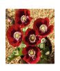 iShopping - HusMah Beautiful Bonsai Poppy Paradise Red Seeds