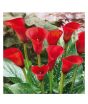 iShopping - HusMah Rare Calla Lily Seed- Red
