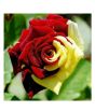 iShopping - HusMah Red & Yellow Rose Seeds