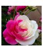 iShopping - Husmah Pink White Rose Seeds