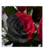 iShopping - Husmah Red & Black Rose Seeds