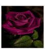 iShopping - Husmah Purple Rose Seeds