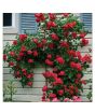 iShopping - Husmah Blaze Climbing Red Rose Seeds