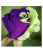 iShopping - Husmah Blue Green Rose Seeds