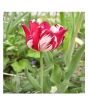 iShopping - Husmah Armenia Tulip Flower Seeds