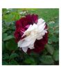 iShopping - Husmah Zampa Dust Rose Seeds
