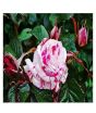 iShopping - Husmah White Wild Rose Seeds