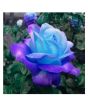 iShopping - Husmah Blue Stifling Remorse Rose Seeds
