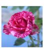 iShopping - Husmah Pink Dragon Rose Seeds