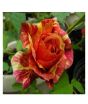 iShopping - Husmah Orange Dragon Rose Seeds