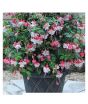 iShopping - Husmah Fuchisia Pink Flower Seeds