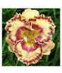iShopping - Husmah Hibiscus Yellow Maroon Flower Seeds