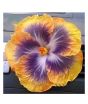 iShopping - Husmah Hibiscus Yellow Purple Flower Seeds