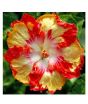 iShopping - Husmah Hibiscus Red Yellow Flower Seeds