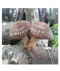 iShopping - Husmah Shiitake Mushroom Seeds