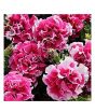 iShopping - Husmah Petunia Multi Petal Pink Flower Seeds