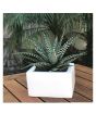 iShopping - Husmah Zebra Plant Succulent Seeds