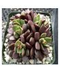 iShopping - Husmah Anacampseros Purple Succulent Seeds