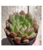 iShopping - Husmah Bashful Succulent Seeds