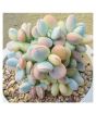 iShopping - Husmah Cotyledon Succulent Seeds