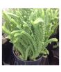 iShopping - Husmah Crassula lycopiodes Watch Chain Succulent Seeds