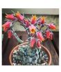 iShopping - Husmah Echeveria Bloolm Succulent Seeds