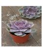 iShopping - Husmah Echeveria Perle Von Numberg Succulent Seeds