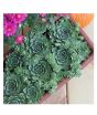 iShopping - Husmah Hens and Chick Sempervivum Tectorum Succulent Seeds