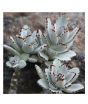 iShopping - Husmah Kalanchoe Tomentosa Succulent Seeds