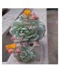iShopping - Husmah Painted Lady Succulent Seeds