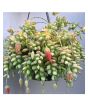 iShopping - Husmah Cotyledon Orbiculata Succulent Seeds