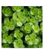 iShopping - Husmah Roseum Succulent Seeds