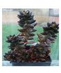 iShopping - Husmah Sedevaria Jet Bead Succulent Seeds