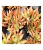 iShopping - Husmah Sedum Firestorm Succulent Seeds