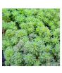 iShopping - Husmah Stonecrop Succulent Seeds