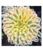 iShopping - Husmah Sunburst Succulent Seeds