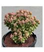 iShopping - Husmah Tom Thumb Succulent Seeds
