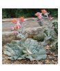 iShopping - Husmah Topsy Turvy Succulent Seeds